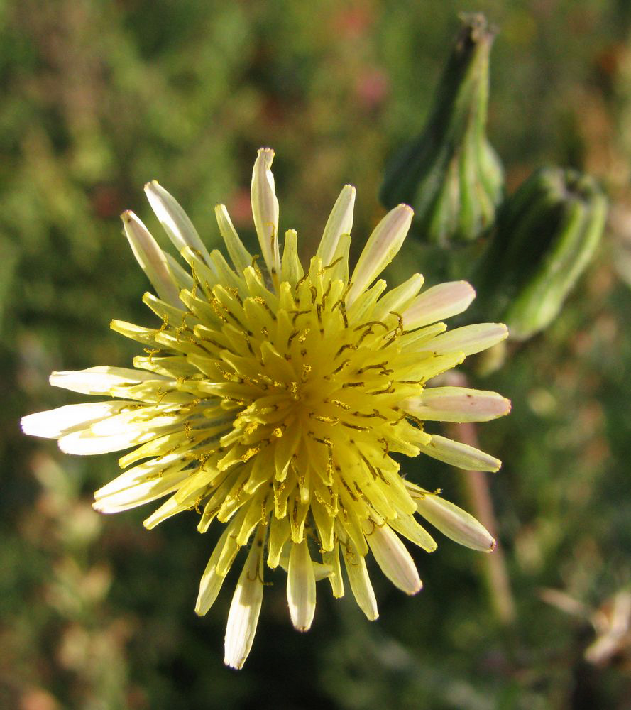 Изображение особи Sonchus oleraceus.