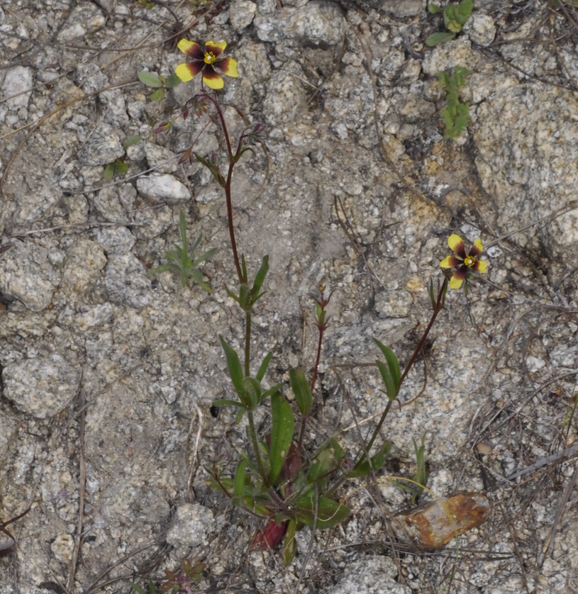 Изображение особи Tuberaria guttata.