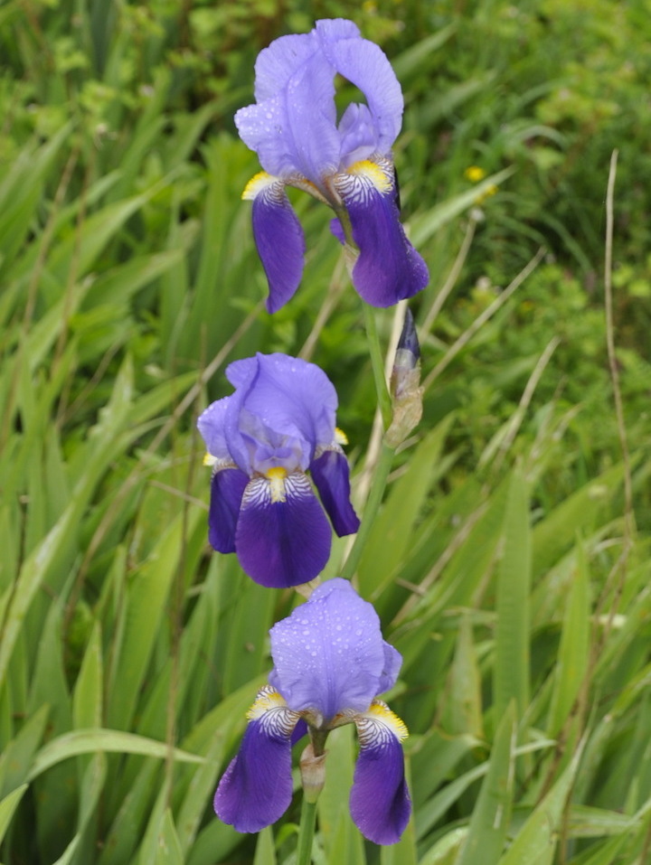 Image of genus Iris specimen.