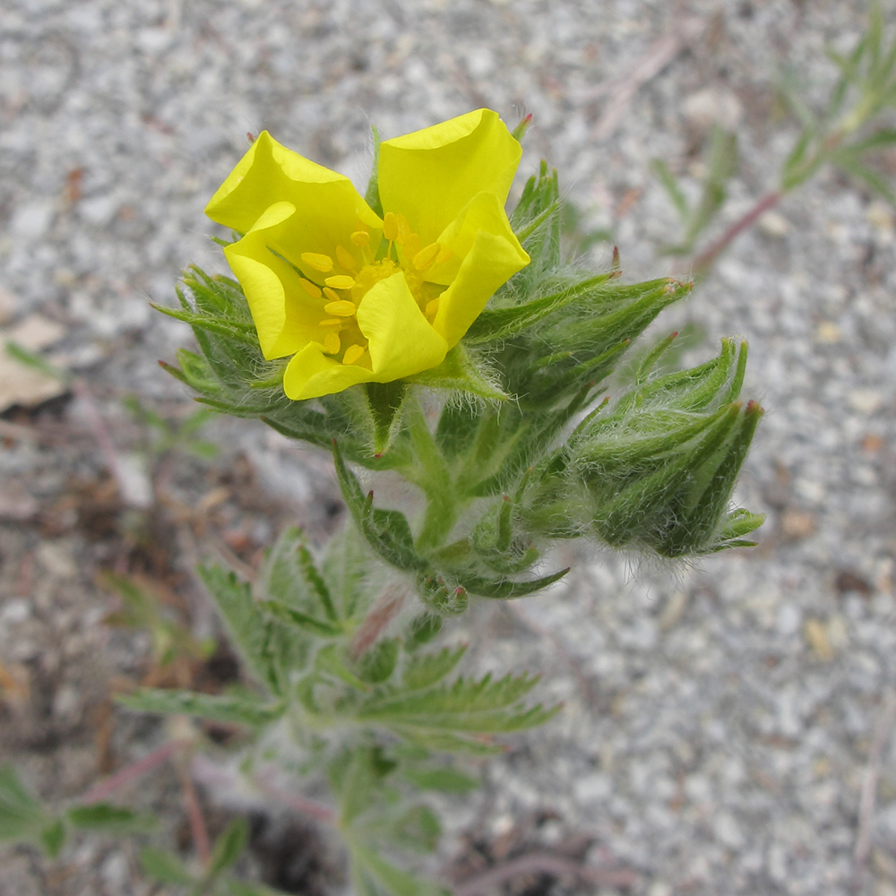 Image of Potentilla callieri specimen.