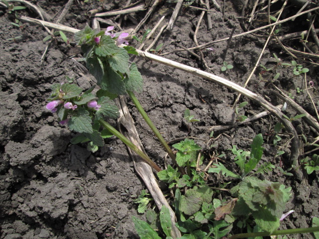 Image of Lamium purpureum specimen.