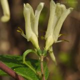 Lonicera ruprechtiana. Цветки. Приморский край, Партизанский р-н, окр. с. Хмельницкое, берег р. Тигровая. 18.05.2014.