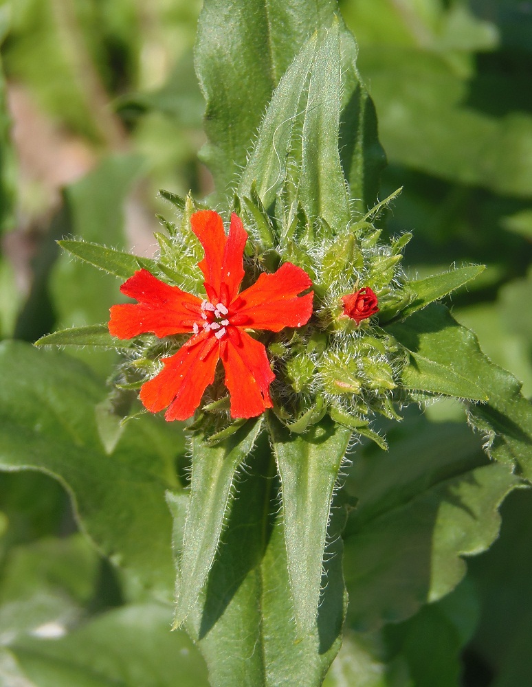 Изображение особи Lychnis chalcedonica.