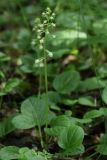 Pyrola rotundifolia