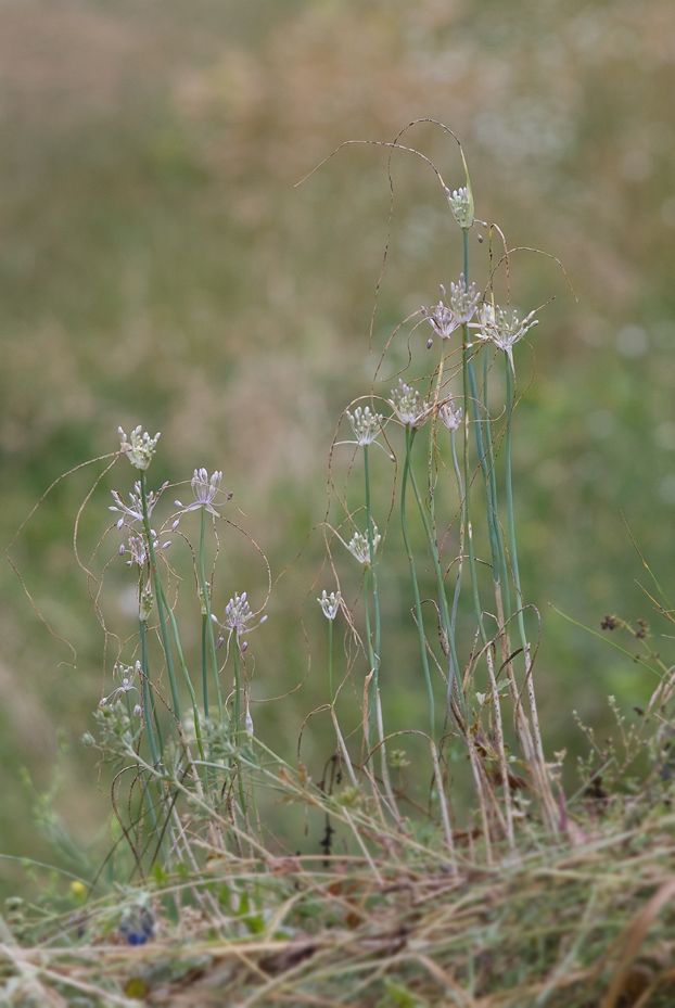 Image of Allium podolicum specimen.