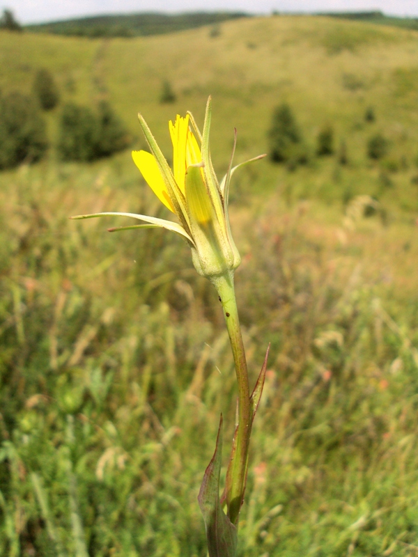 Image of Tragopogon ucrainicus specimen.