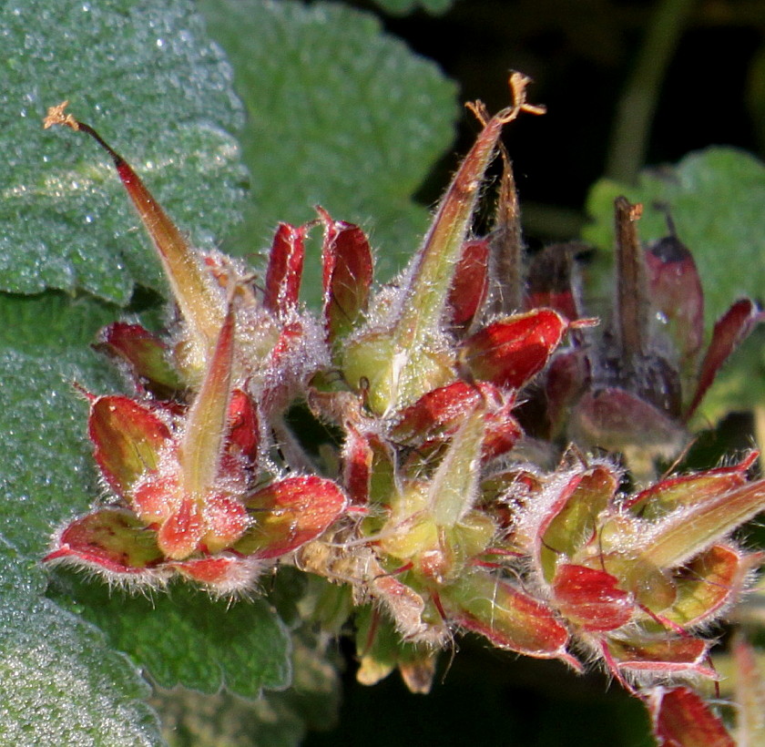 Изображение особи Geranium renardii.