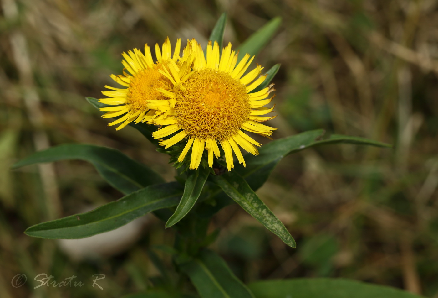 Изображение особи Inula britannica.