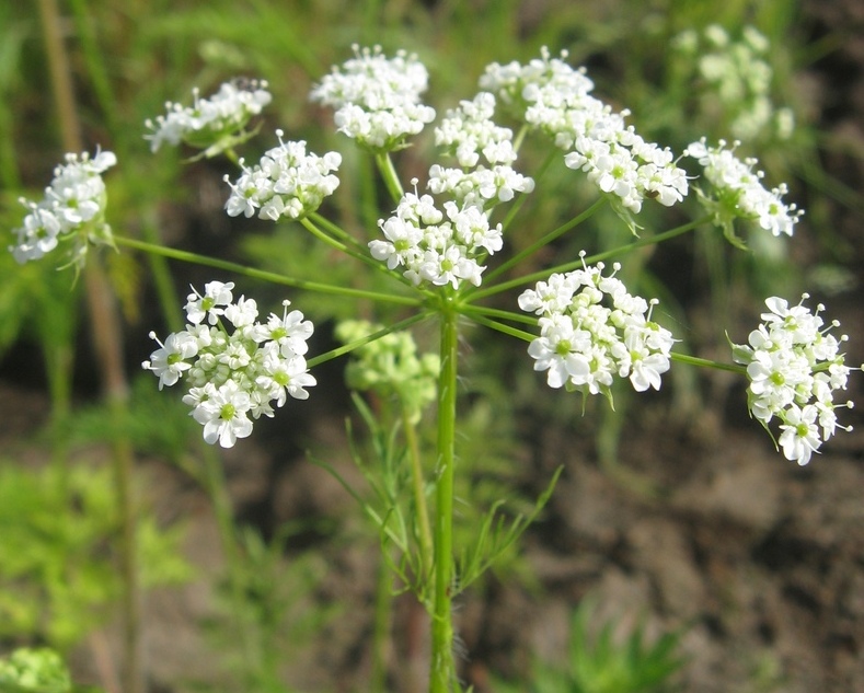 Image of Chaerophyllum prescottii specimen.