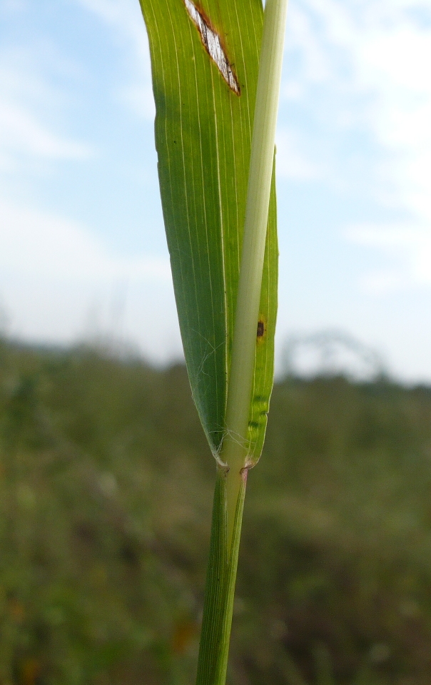 Image of Setaria pumila specimen.