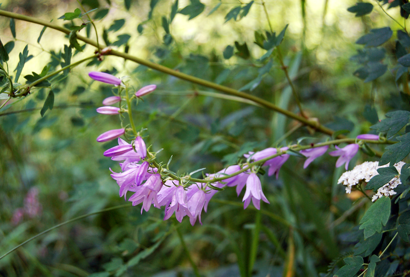 Изображение особи Campanula bononiensis.