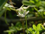 Corydalis ambigua. Верхушка цветущего растения (белоцветковая форма). Камчатский край, Елизовский район, долина р.Авача, южный склон сопки, пойменный ольховый лес. 06.06.2008.