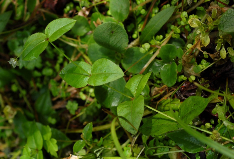 Изображение особи Pseudostellaria japonica.