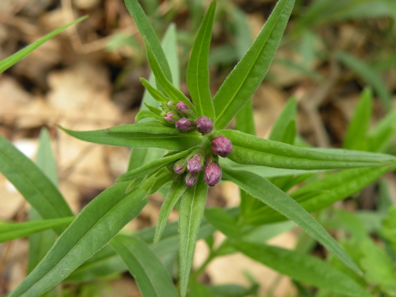 Image of Aegonychon purpureocaeruleum specimen.