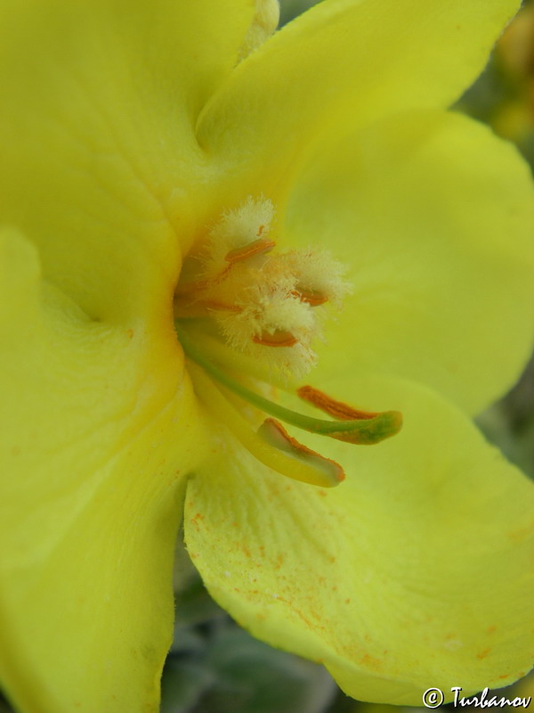 Image of Verbascum phlomoides specimen.