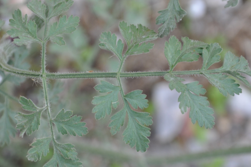 Image of Daucus carota specimen.