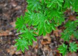 Acer pseudosieboldianum. Верхушка ветви. Приморье, Лазовский р-н, остров Петрова, смешанный лес. 09.08.2015.