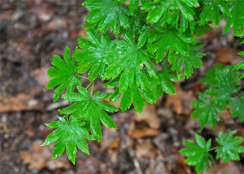 Image of Acer pseudosieboldianum specimen.