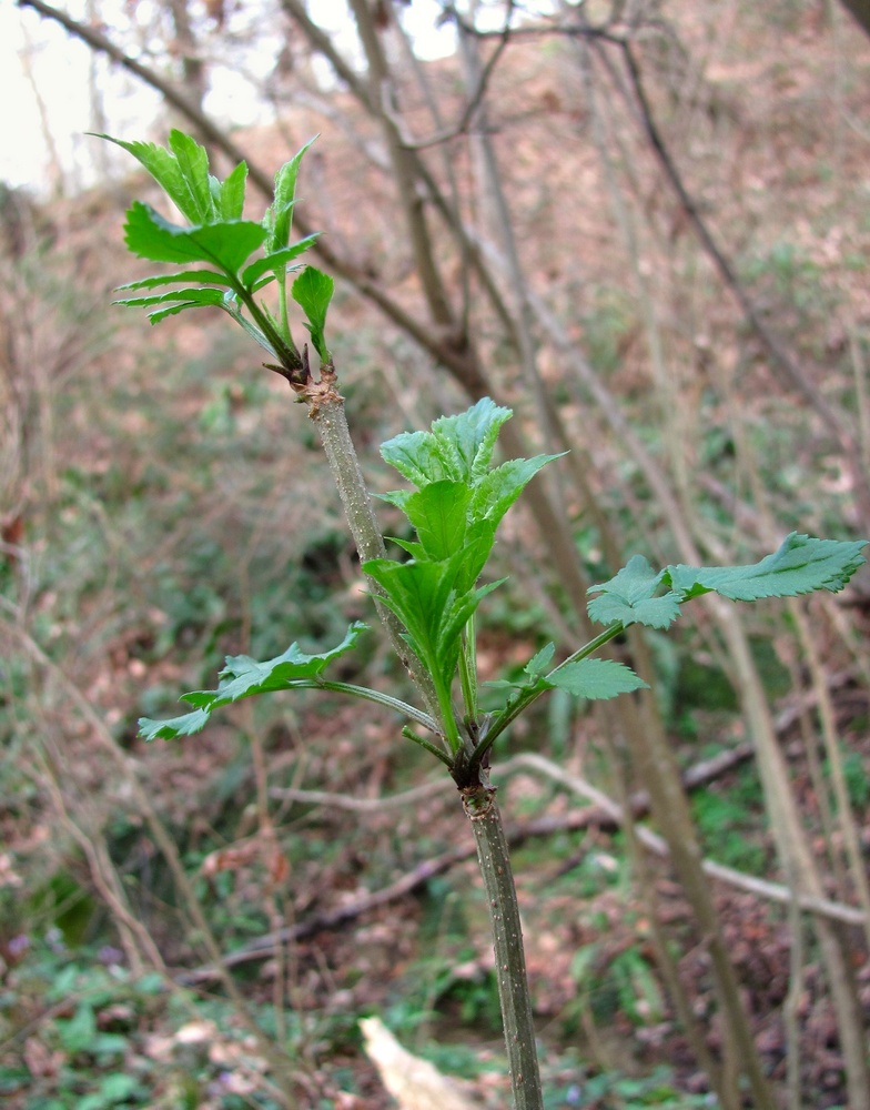 Image of Sambucus nigra specimen.