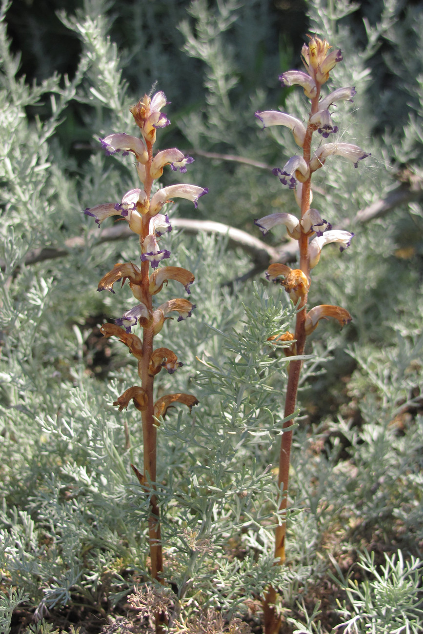 Изображение особи Orobanche cumana.