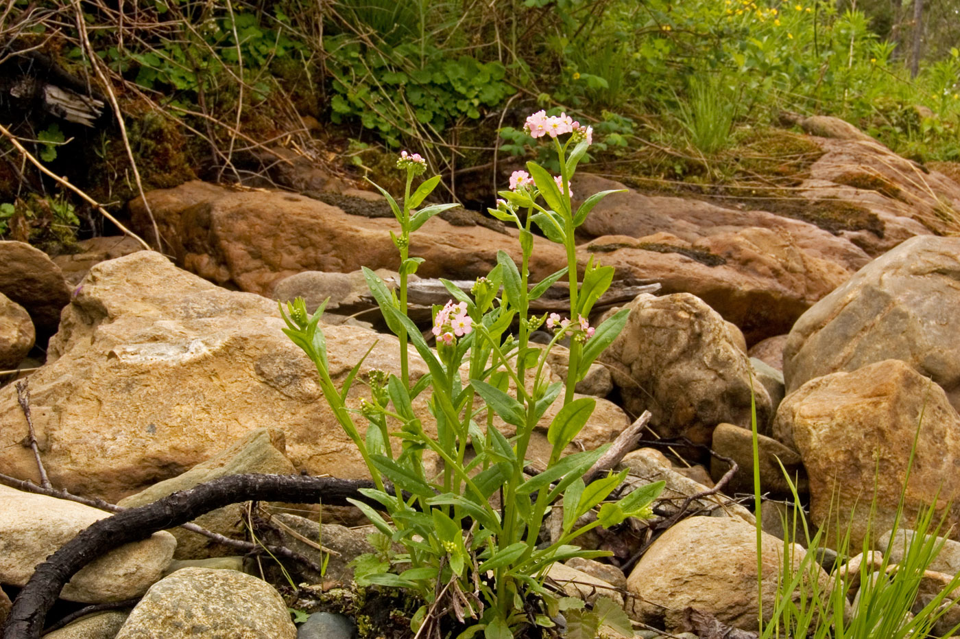 Изображение особи Myosotis palustris.