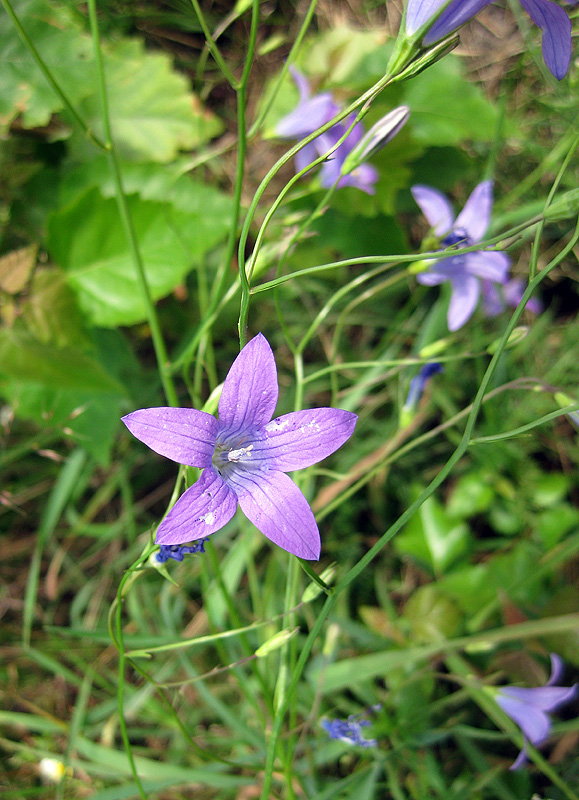 Image of Campanula patula specimen.