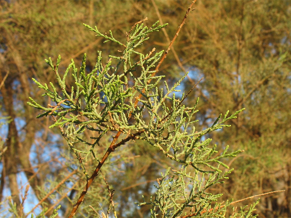 Изображение особи Tamarix canariensis.