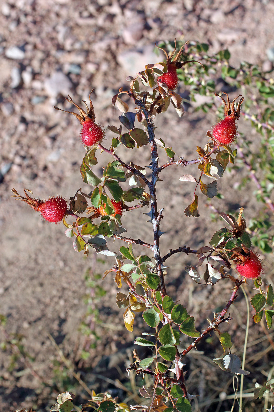 Image of Rosa fedtschenkoana specimen.