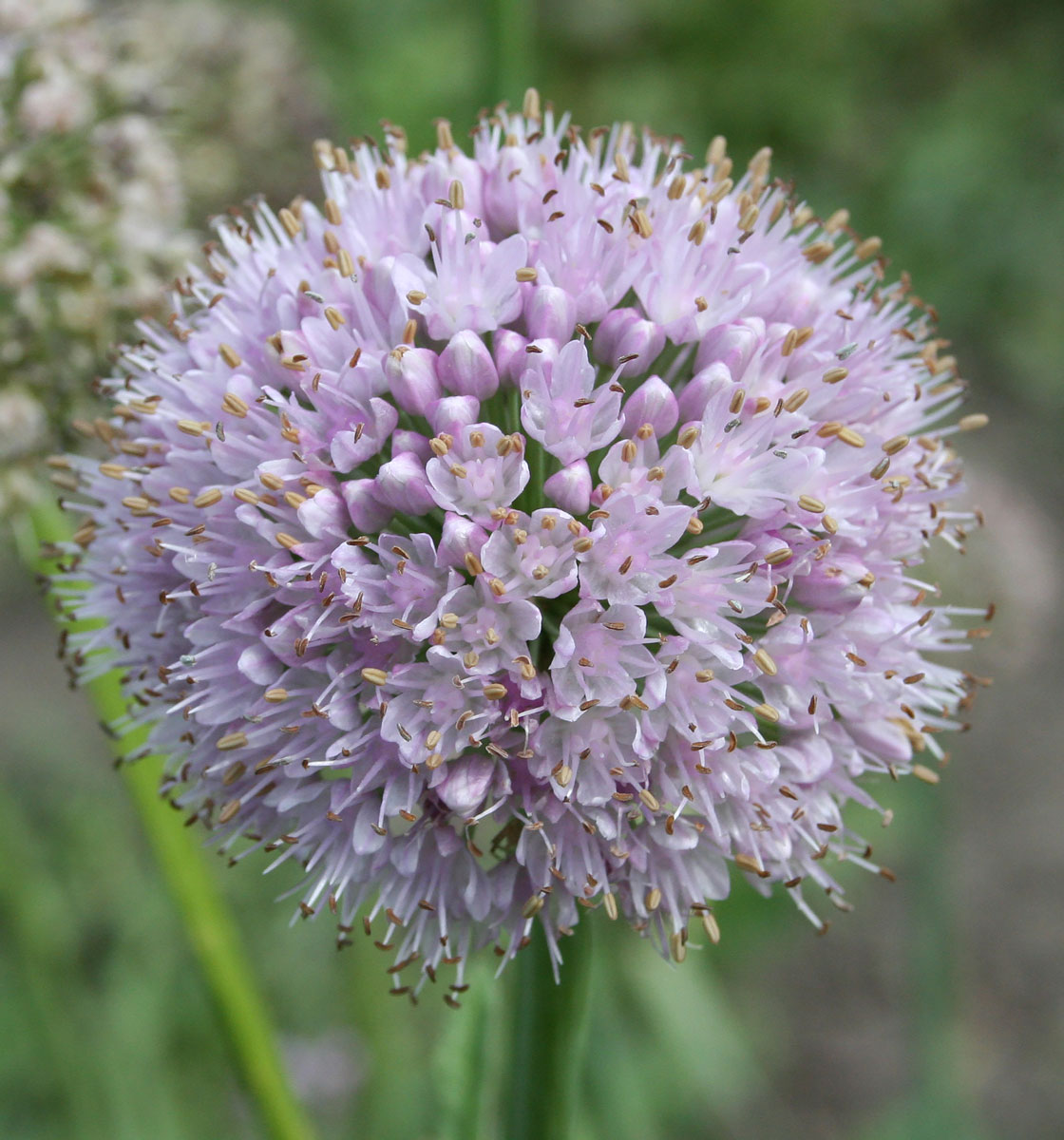 Image of Allium nutans specimen.