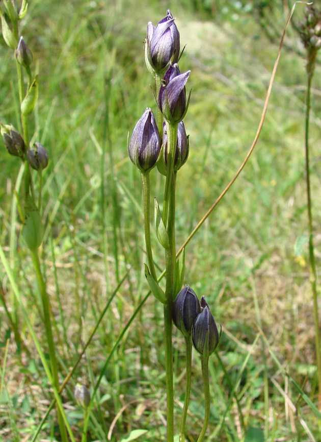 Image of Swertia obtusa specimen.