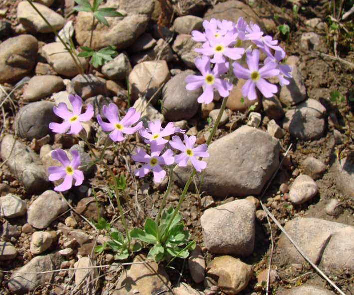 Image of Primula serrata specimen.