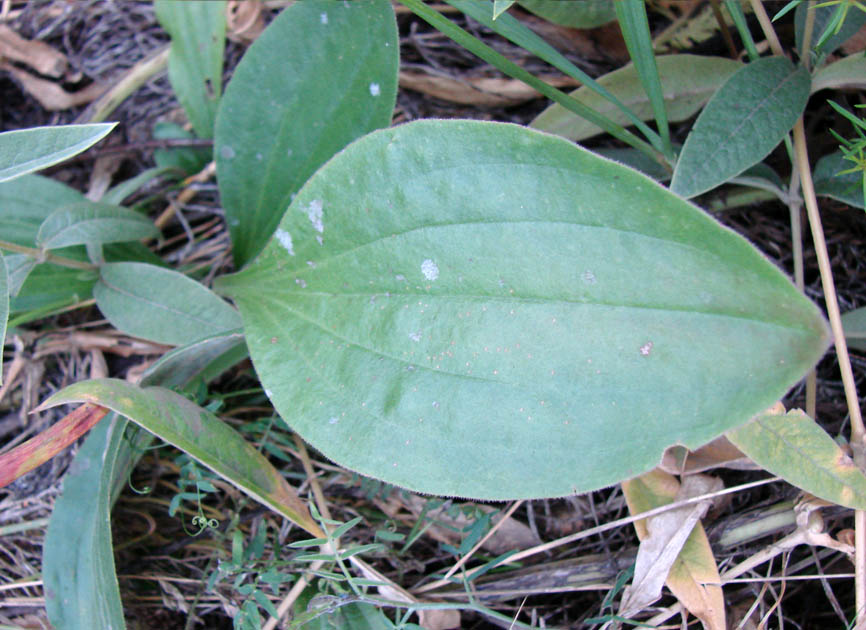 Image of Plantago media specimen.