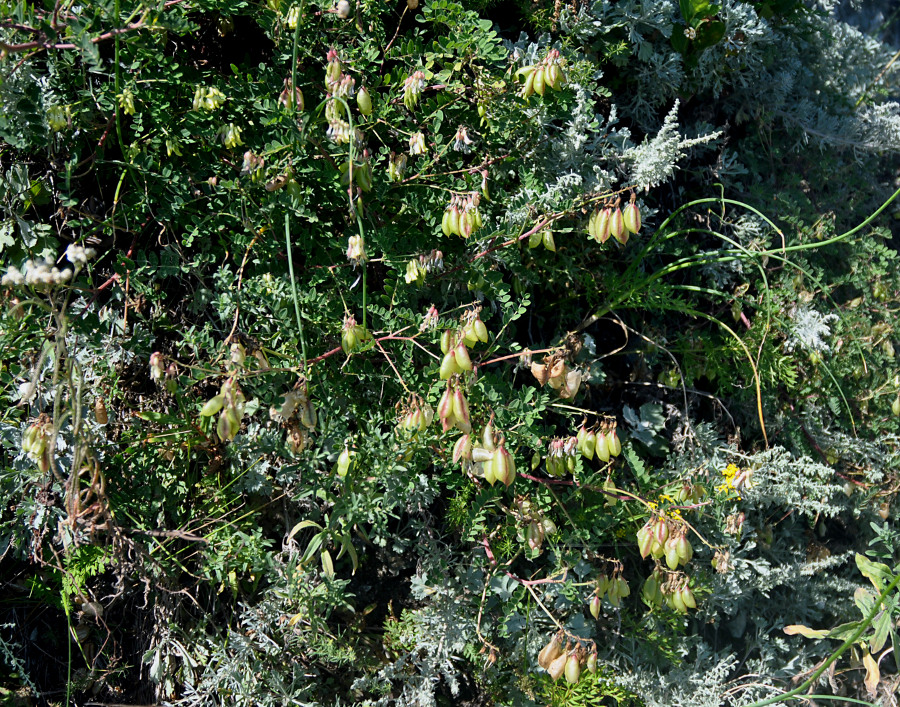 Изображение особи Astragalus membranaceus.