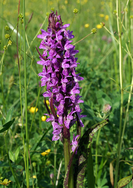 Image of Dactylorhiza incarnata specimen.