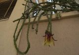 Selenicereus grandiflorus. Цветущее растение на балконе жилого дома. Италия, Саленто, г. Отранто. 09.06.2014.