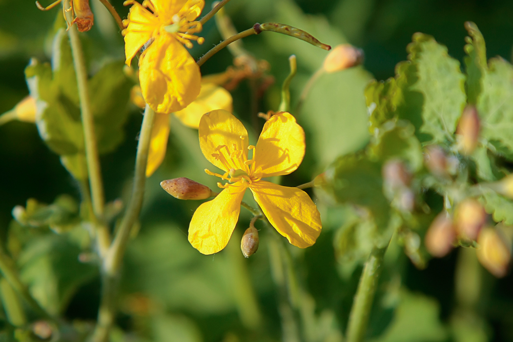 Изображение особи Chelidonium majus.