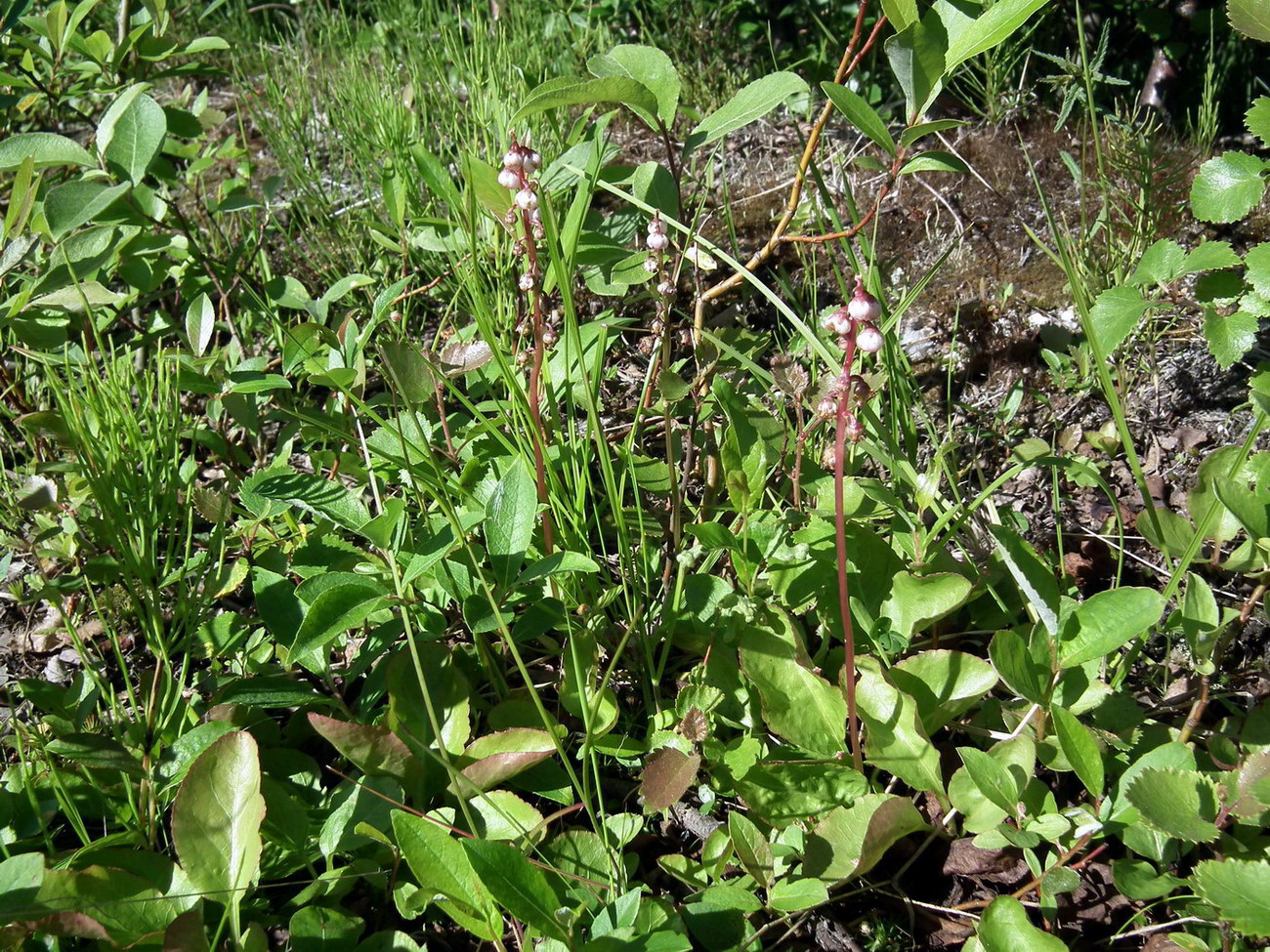 Image of Pyrola minor specimen.