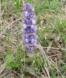 Ajuga orientalis