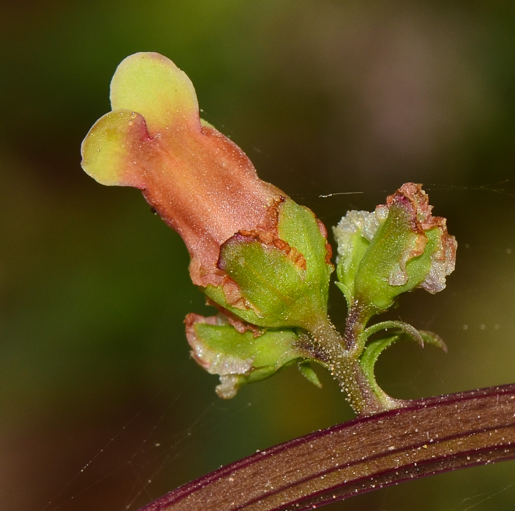 Image of Scrophularia rubricaulis specimen.