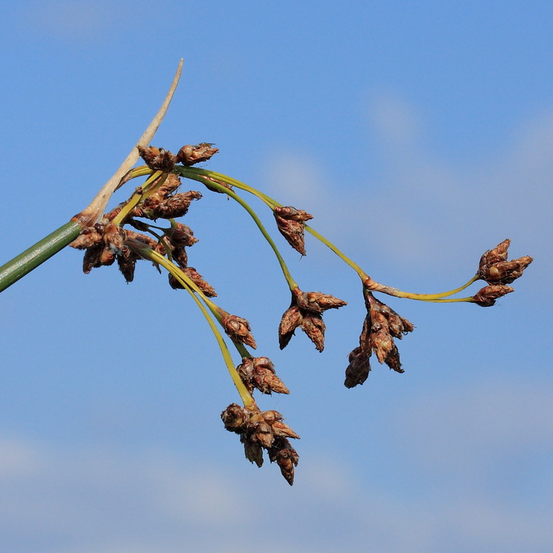 Изображение особи Schoenoplectus lacustris.