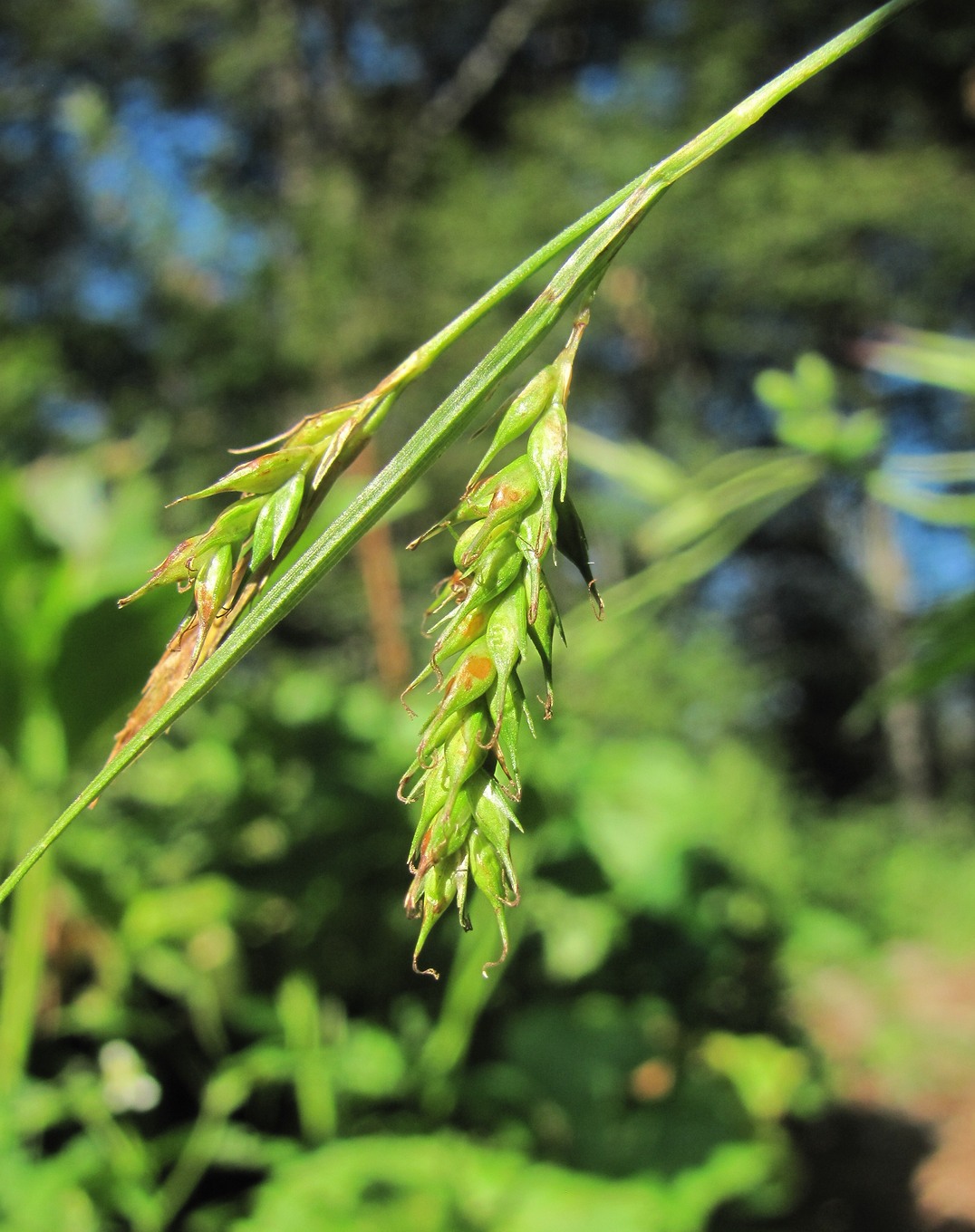 Image of Carex sylvatica specimen.