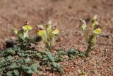 Смотреть изображение Scutellaria przewalskii