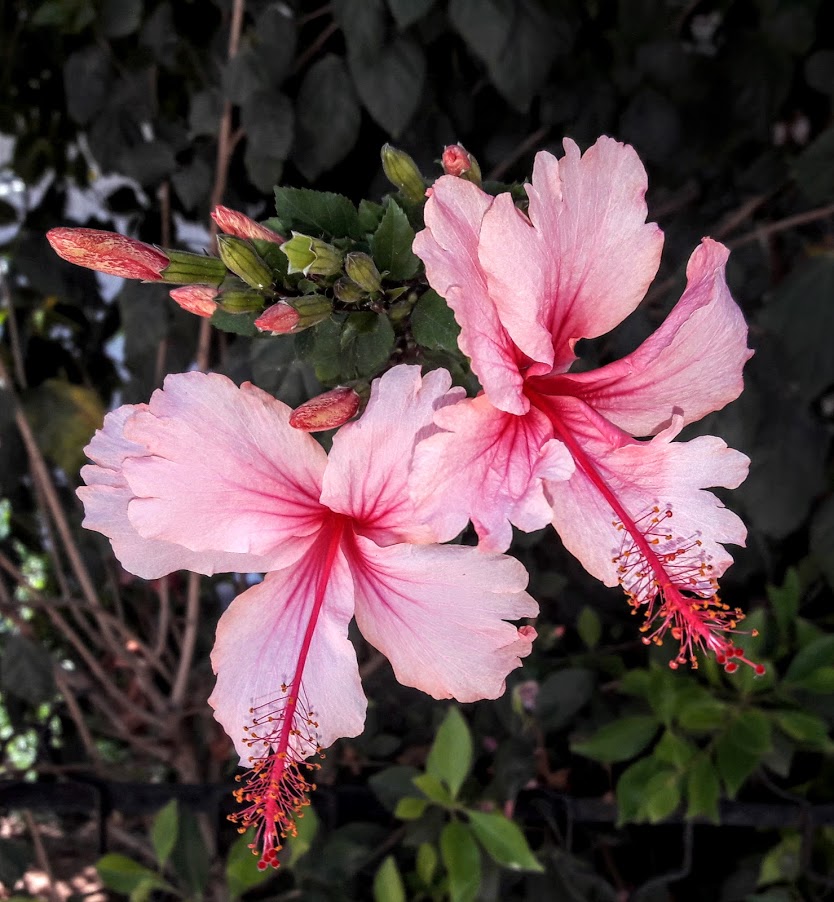 Image of Hibiscus rosa-sinensis specimen.