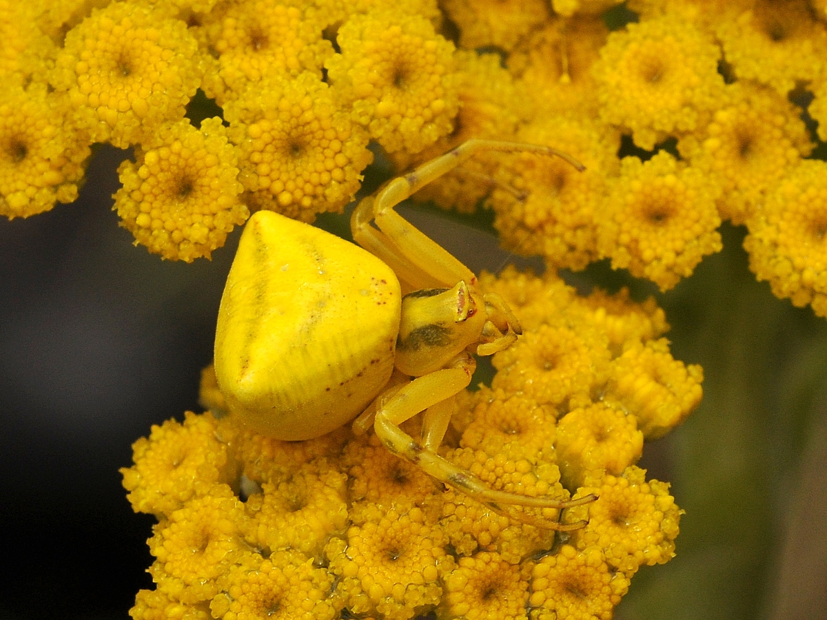 Image of Handelia trichophylla specimen.