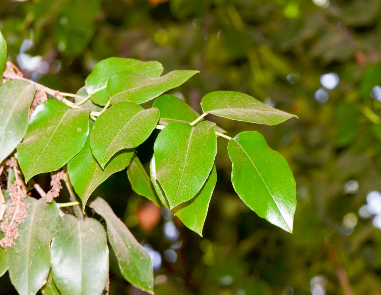 Image of Lauro-cerasus lyonii specimen.