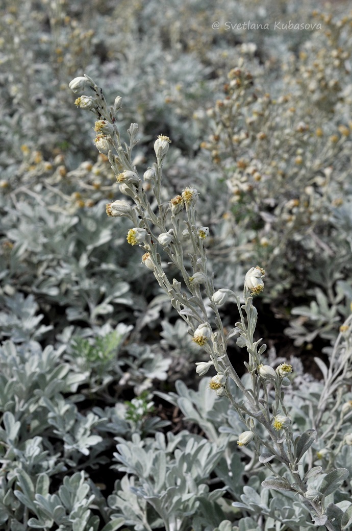 Image of Artemisia stelleriana specimen.