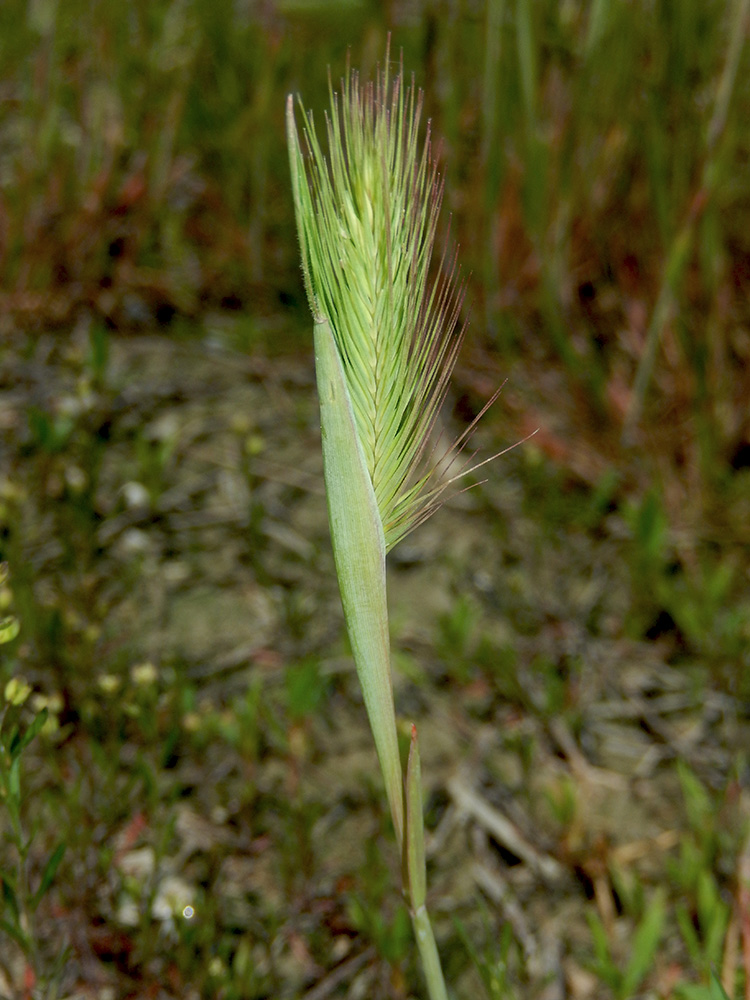 Image of Hordeum geniculatum specimen.