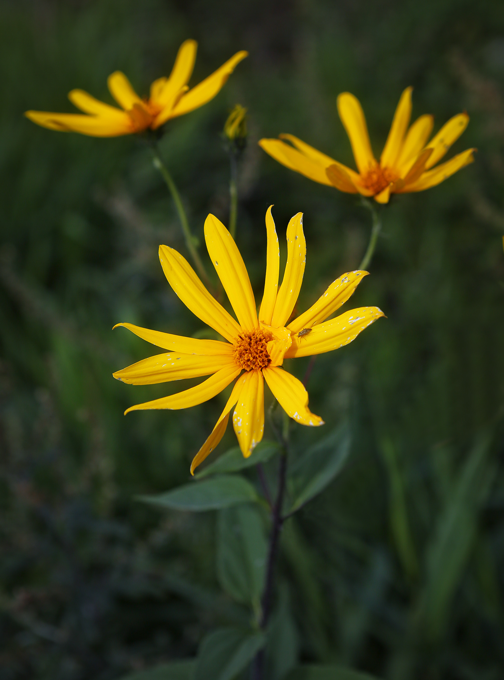 Image of Helianthus tuberosus specimen.