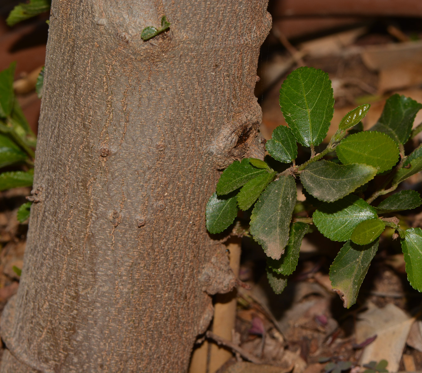 Image of Grewia occidentalis specimen.