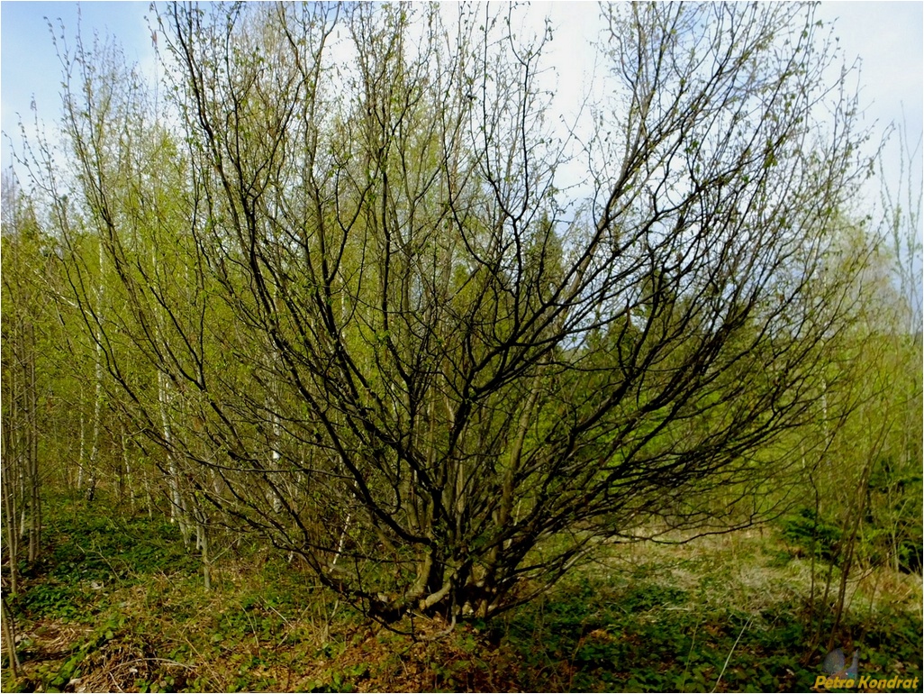 Image of Corylus avellana specimen.